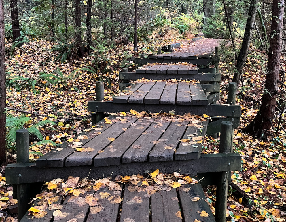 Fotografía de un camino de madera con escalones en un bosque, hay muchas hojas amarillas y marrones en el piso y parece que ha llovido.